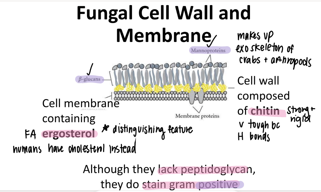 <p>found in fungi cell WALLS. </p><p>tough, rigid, strong bc H bonds. </p>