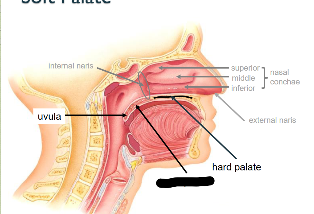 <p>What structure is this?</p>