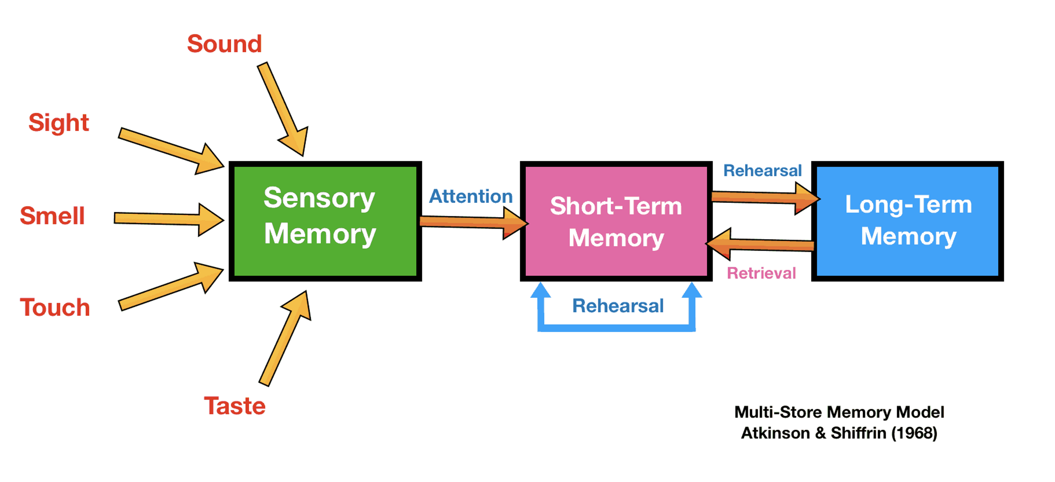 <p>this flows through in a linear fashion, and is likened to an info processing model - memory is like a computer = imput-process-output.</p><p>our 5 senses detect the info, entering the sensory memory. if this info is attended to the info enters the STM and if this is rehearsed it enters the LTM for storage and retrieval</p>