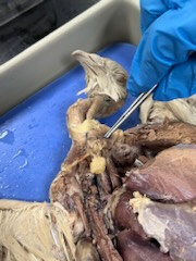 Pigeon dissection