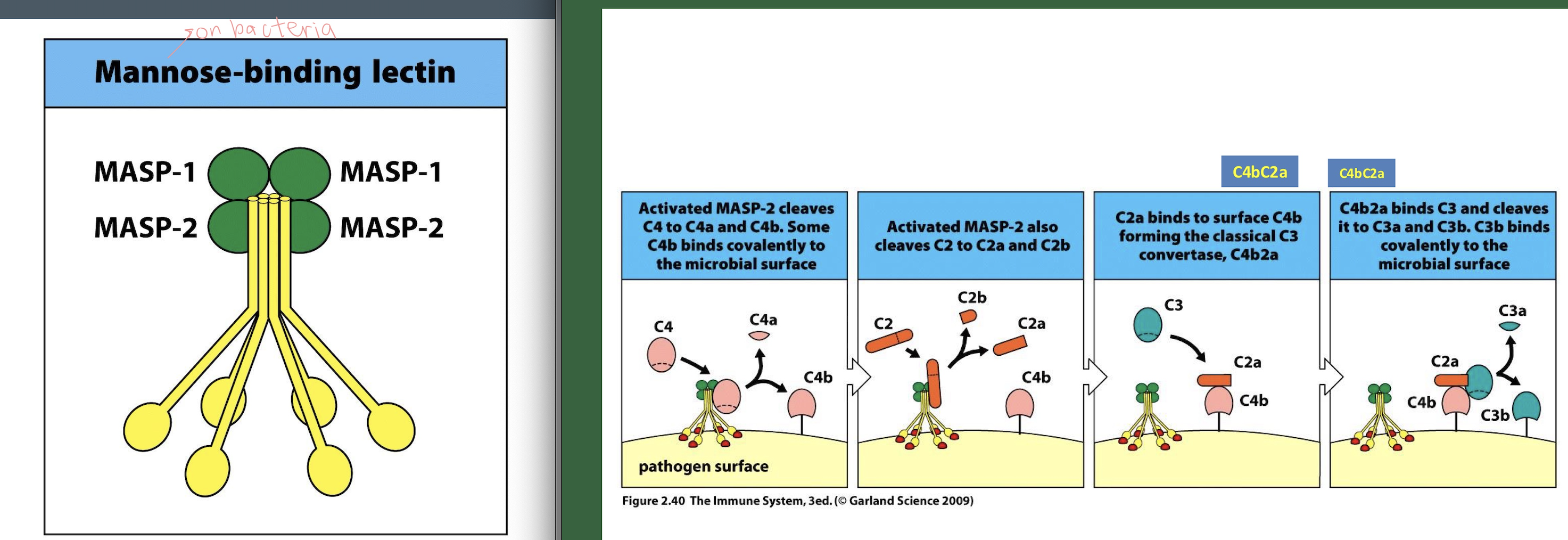 <p><strong>Lectin Complement Pathway:</strong></p><ul><li><p>_-binding lectin (MBL) or ficolins Bind mannose / N-acetylglucosamine on microbial surfaces.</p></li><li><p>MBL circulates with: _ and _<br>Once MBL binds the pathogen: MASPs become enzymatically active.</p></li><li><p>MASP-2 is the key protease (functionally equivalent to _)</p><ul><li><p>MASP-2 cleaves C4 → C4a + C4b<br><br>(Same as classical from here)<br></p></li></ul></li></ul><ul><li><p>C4b + C2 → C4bC2</p></li><li><p>MASP-2 cleaves C2</p><ul><li><p>C2 → C2a (large) + C2b —> C4b2a = C3 convertase complex</p></li></ul></li><li><p>C4b2a + C3 → C3a + C3b</p></li><li><p>C4b2a + C3b → C4b2a3b</p></li><li><p>C5 → C5a + C5b</p></li><li><p>C5b → C6 → C7 → C8 → C9 (× many) —> C5b-9</p></li></ul><p></p>