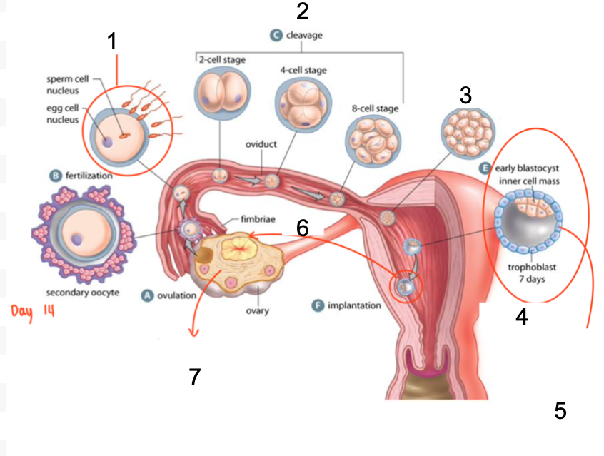 <p>Fertilization to Implantation Diagram</p>