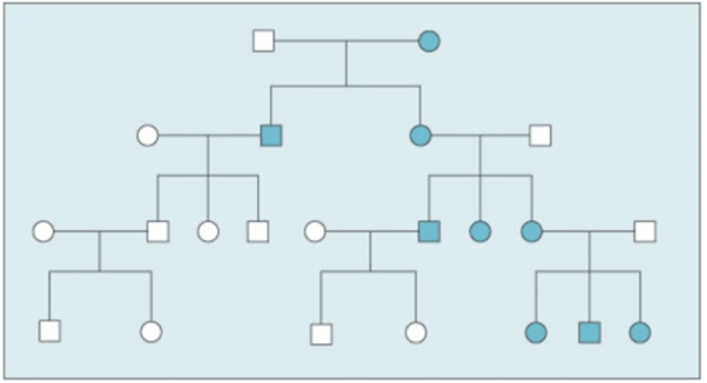 <p>transmission only through maternal line but can show up in either sex</p>