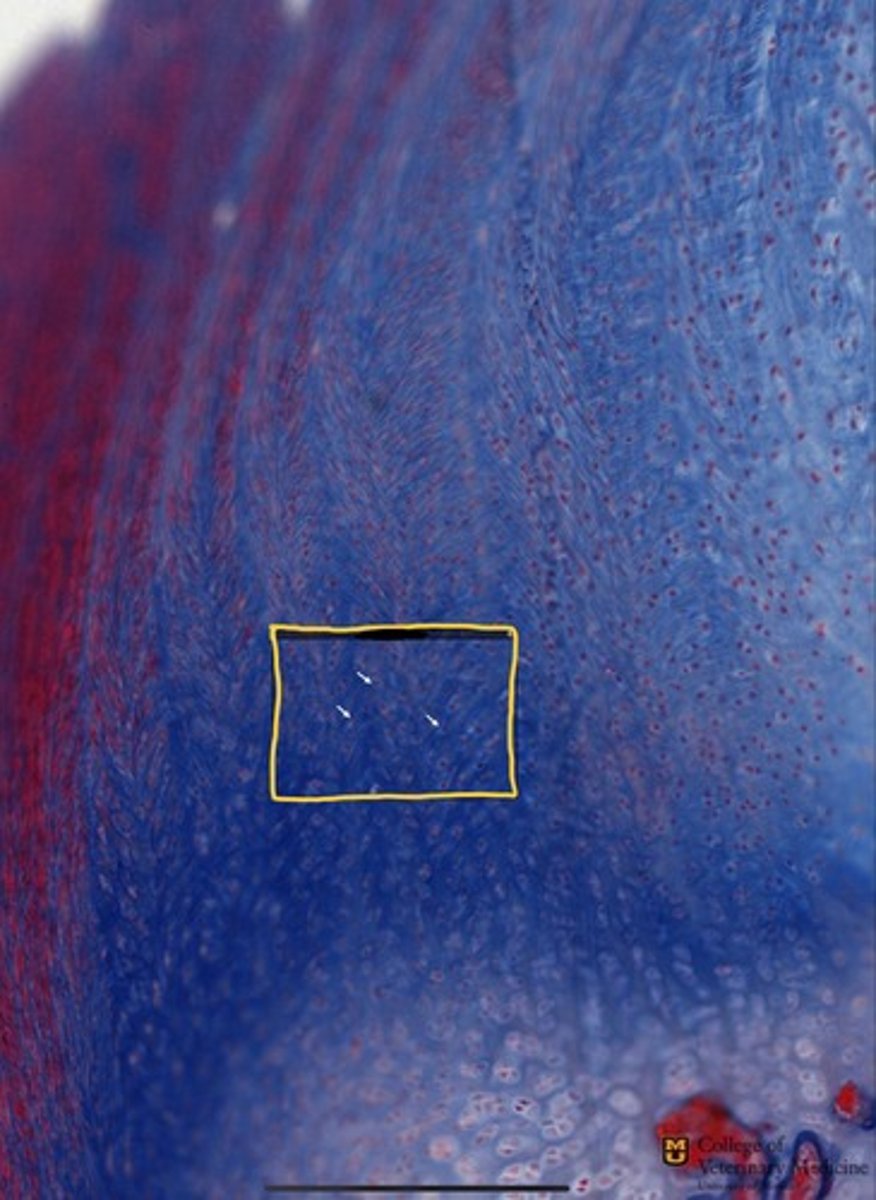 <p>What tissue type is depicted within the yellow box?</p>