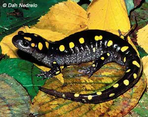 <p><span>Spotted Salamander</span></p>