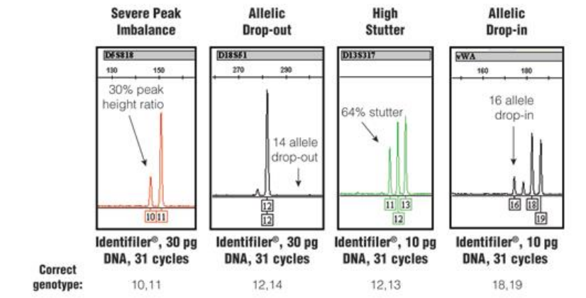<p>Peaks that show up primarily one repeat less than the true allele as a result of replication or strand slippage during DNA synthesis.</p><ul><li><p>Stutter is less pronounced with larger repeat unit sizes (dinucleotides &gt; tri &gt; tetra &gt; penta).</p></li><li><p>Longer repeat regions generate more stutter. </p></li><li><p>Each successive stutter product is less intense (allele &gt; repeat-1 &gt; repeat-2).</p></li><li><p>Stutter peaks make mixture analysis more difficult</p></li></ul>