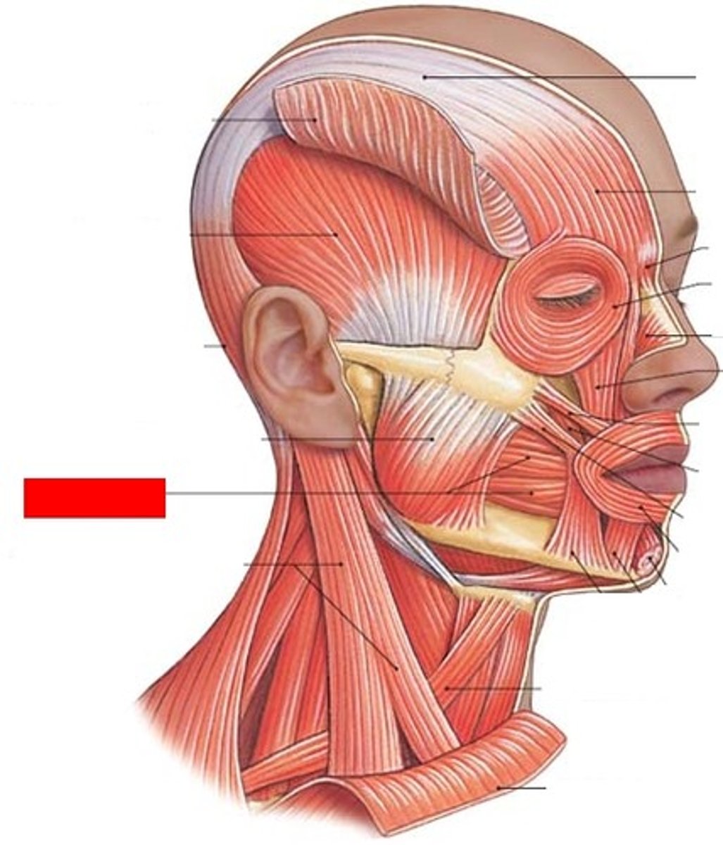 <p>Identify the muscle with the red box</p>