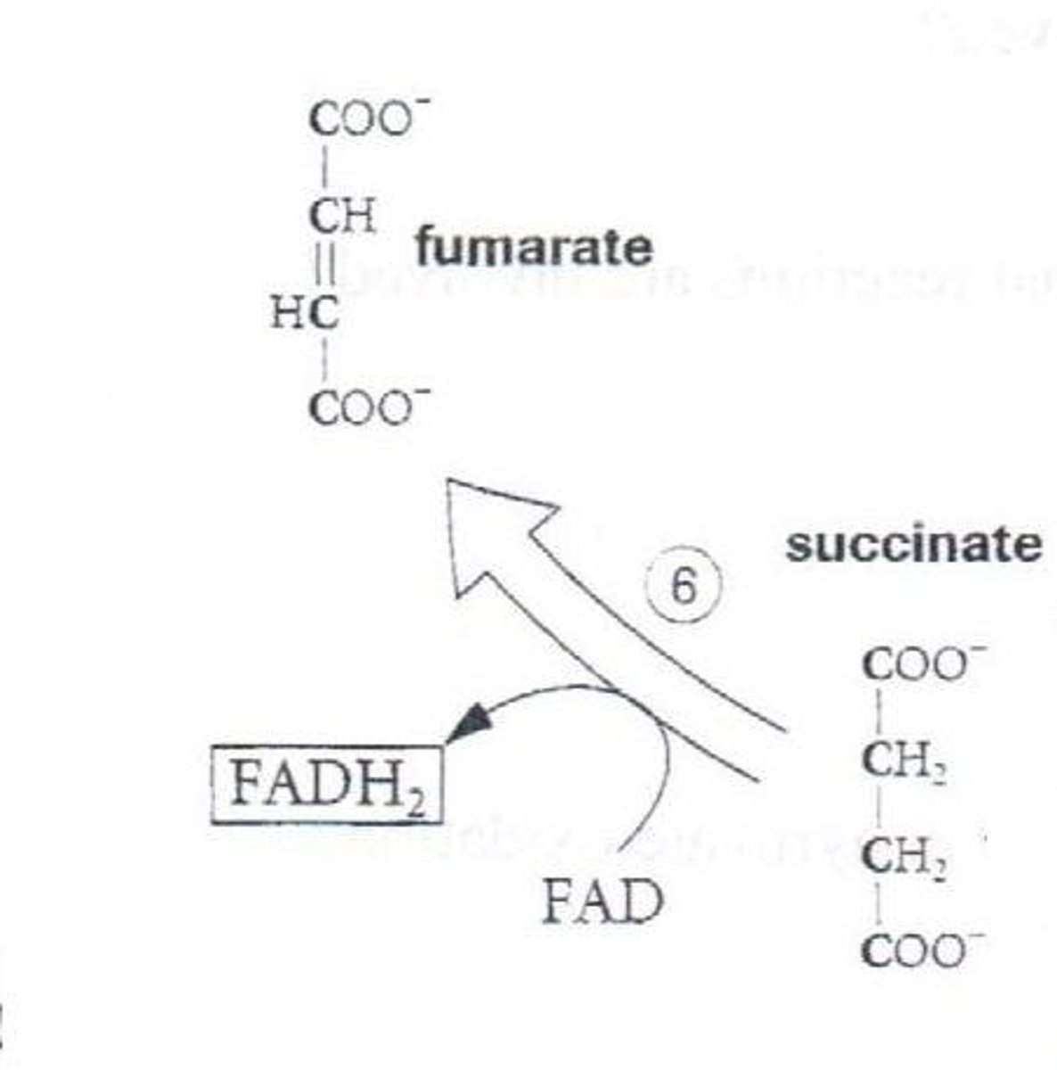 <p>Substrate → Product: Succinate → Fumarate</p><p>Enzyme: Succinate dehydrogenase</p><p>Energy intermediates: FAD⁺ + 2H⁺ +2e⁻ → FADH₂</p><p>Notes: Only membrane-bound enzyme (Complex II of ETC).</p>