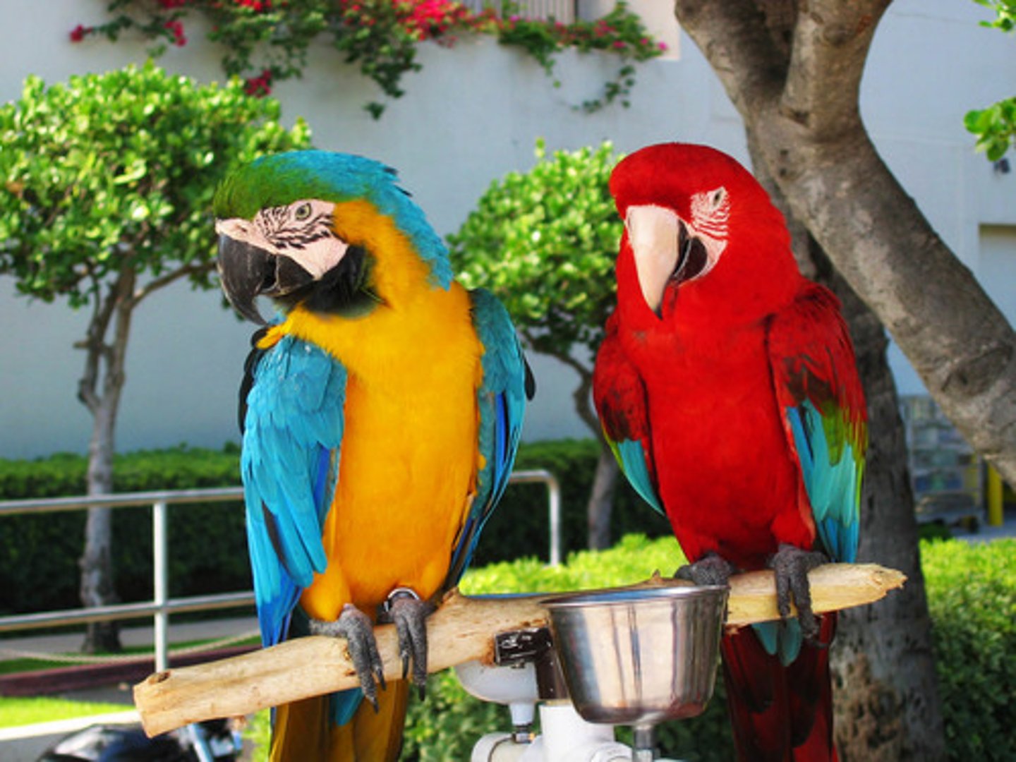 <p>parrot</p>