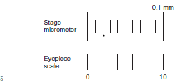 <ul><li><p><span>Important in identifying objects on the slides.</span></p><ul><li><p class="s14"><span>Parasite ova often look similar, but size helps to identify them.</span></p></li></ul></li><li><p class="s17"><span>Should be performed on every microscope in the practice.</span></p></li><li><p class="s17"><span>Stage micrometer</span></p></li><li><p class="s17"><span>Ocular micrometer</span></p></li><li><p class="s17"><span>The stage micrometer is a microscope slide etched with a 2-mm line marked in 0.01-mm (10-μm) divisions.</span></p></li></ul><p></p>