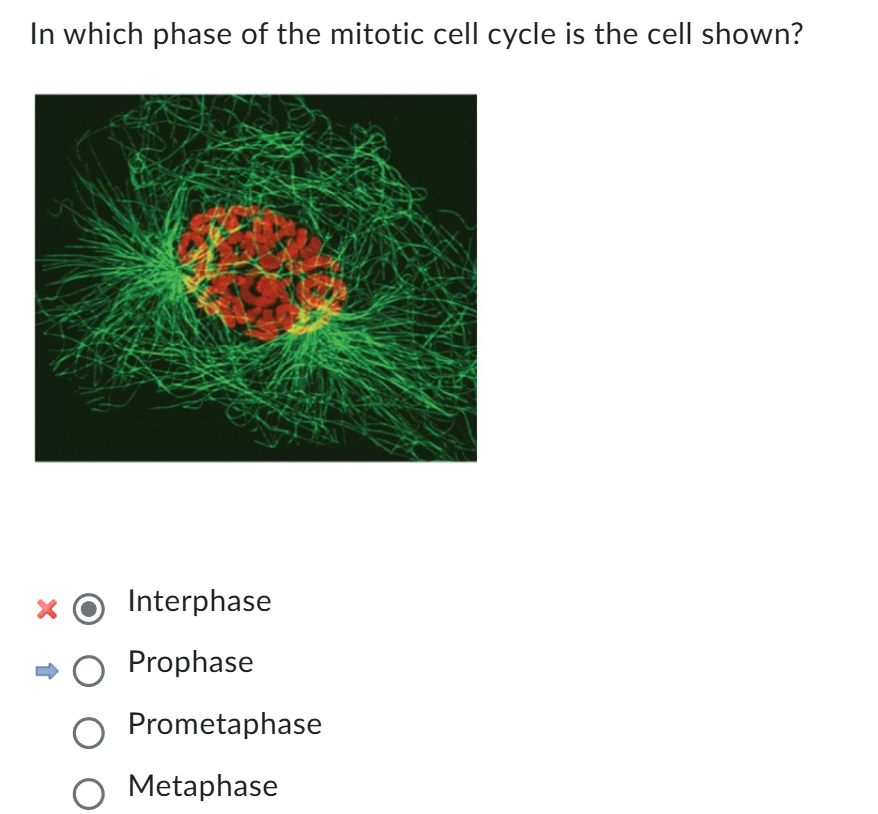 <p>Chromatin condenses into chromosomes; centrosomes migrate to poles; mitotic spindle begins forming; nuclear envelope still intact; DNA replication <strong>does not occur</strong>.</p>