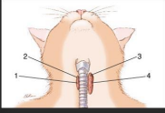 <p><span style="background-color: transparent;"><strong>Hyperthyroidism</strong></span></p>