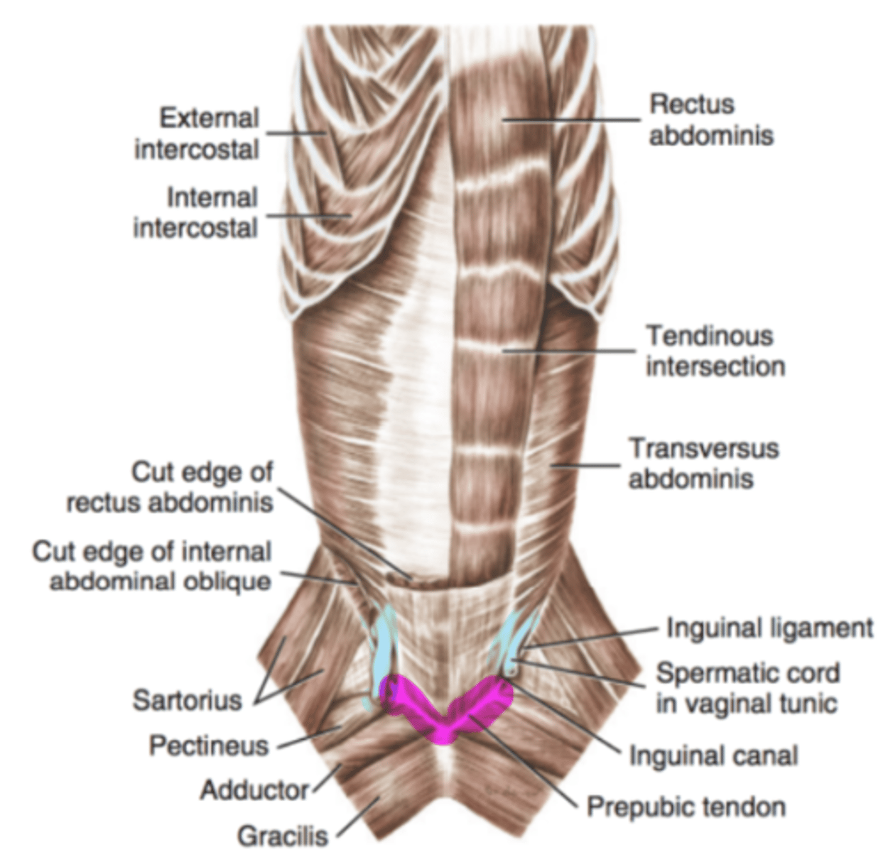 <p><span class="bgB">coxal tuberosity of ileum to pubis</span></p>