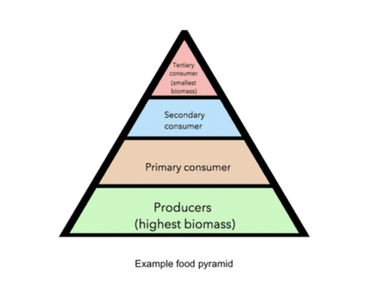<p>secondary consumers</p>