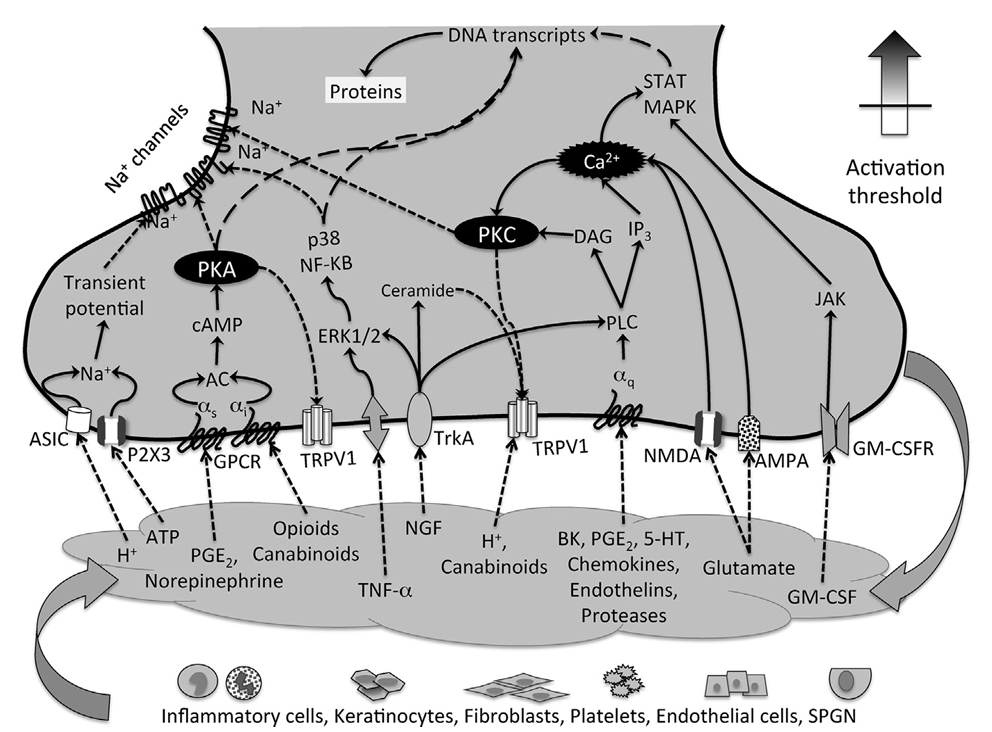<p>At the site of tissue injury, inflammatory mediators lead to sensitization of nociceptive (A-d and C-fibers) as well as nonnociceptive (A-beta) sensory afferents</p><p>Upon injury, inflammatory and noninflammatory cells release a host of signaling molecules</p><p>Mediators such as PGE2, bradykinin, ATP, H+, histamine, serotonin (5-HT), nerve growth factor, TNF-a, IL-6, and others activate ligand-gated ion channels and GPRCs, leading to increases in intracellular ion concentration (Na+, Ca2+), activation of calcium-dependent and cAMP-dependent protein kinases (PKC and PKA), which phosphorlyate membrane ion channels and other GPCRs, lowering their activation threshold</p><p>Altered protein trafficking and activation of transcription factors (which translocate to the nucleus located in the cell bodies within the dorsal root ganglion) lead to decreased expression of potassium channels (TRAAK, TREDK-1) and increased expression of sodium channels (Nav 1.8/1.9), contributing to lowering the activation threshold of peripheral nociceptors and increasing afferent excitability</p><p>With these changes, nerve endings begin to secrete vasoactive and proinflammatory substances, such as calcitonin-gene-related peptide (CGRP), substance P, and others</p>