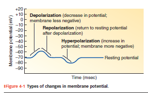 <ul><li><p class=""><strong>Depolarisering</strong>: membranen bliver <strong>mindre negativ</strong> (fx –70 → –40 mV)</p></li><li><p class=""><strong>Repolarisering</strong>: tilbage mod hvile (fx –40 → –70 mV)</p></li><li><p class=""><strong>Hyperpolarisering</strong>: membranen bliver <strong>mere negativ end hvile</strong> (fx –70 → –80 mV)</p></li></ul><p></p>
