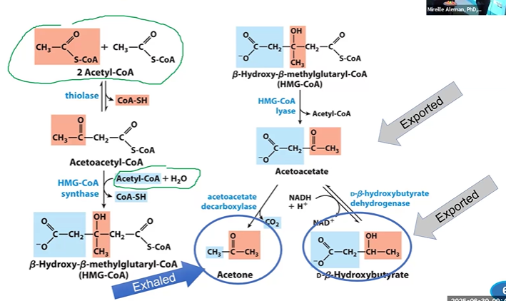<p>*thioLACE ties 2 ACES together, synthetase adds ACoA, lyase lets go ACoA, decarboxylase loses CO2, dehydrogenase reduces it</p><p>*TSLAB</p><p><strong>thiolase </strong>+ 2ACoA &gt; <strong>+ </strong>AACoA + CoASH</p><p><strong>HMGCoASase + </strong>AACoA + ACoA + H2O &gt; HMGCoA</p><p><strong>HMGCoALase </strong>+ HMGCoA &gt; AAc (exported+ ACoA</p><p><strong>AAcDClase </strong>+ AAc &gt; Acetone (exhaled) + CO2</p><p><strong>DBHBDHase </strong>+ AAc + NADH &gt; DBHB (exported)</p>