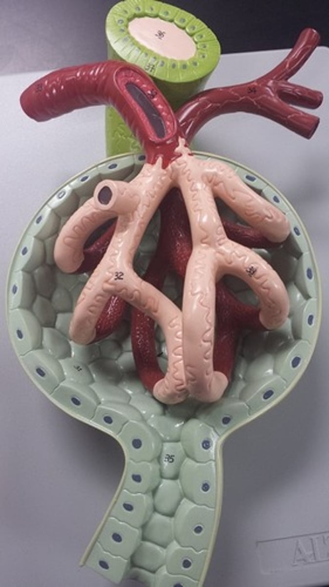 <p>What type of capillaries are depicted?</p>