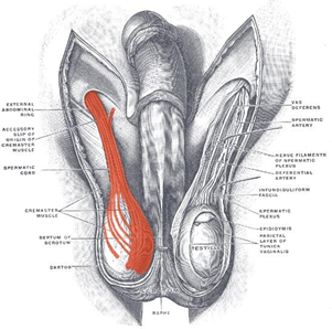<p>La remontée du testicule après stimulation de l’aine.</p>