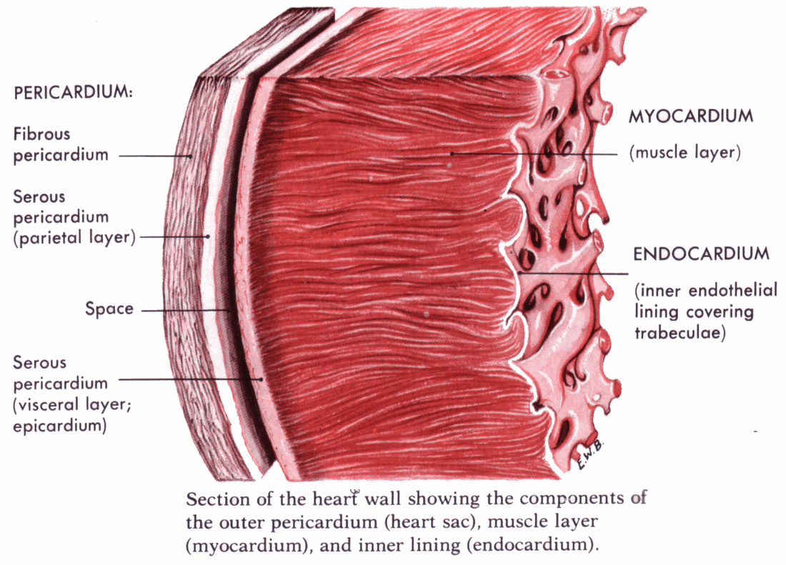 <p>Yes</p><ul><li><p><strong>atrioventricular (AV) node</strong> is located in the <strong>subendocardial layer</strong> of the <strong>interatrial septum</strong>, near the opening of the coronary sinus</p></li><li><p>“Subendocardial" means just beneath the endocardium - inner lining of the heart chambers.</p></li></ul><p></p>