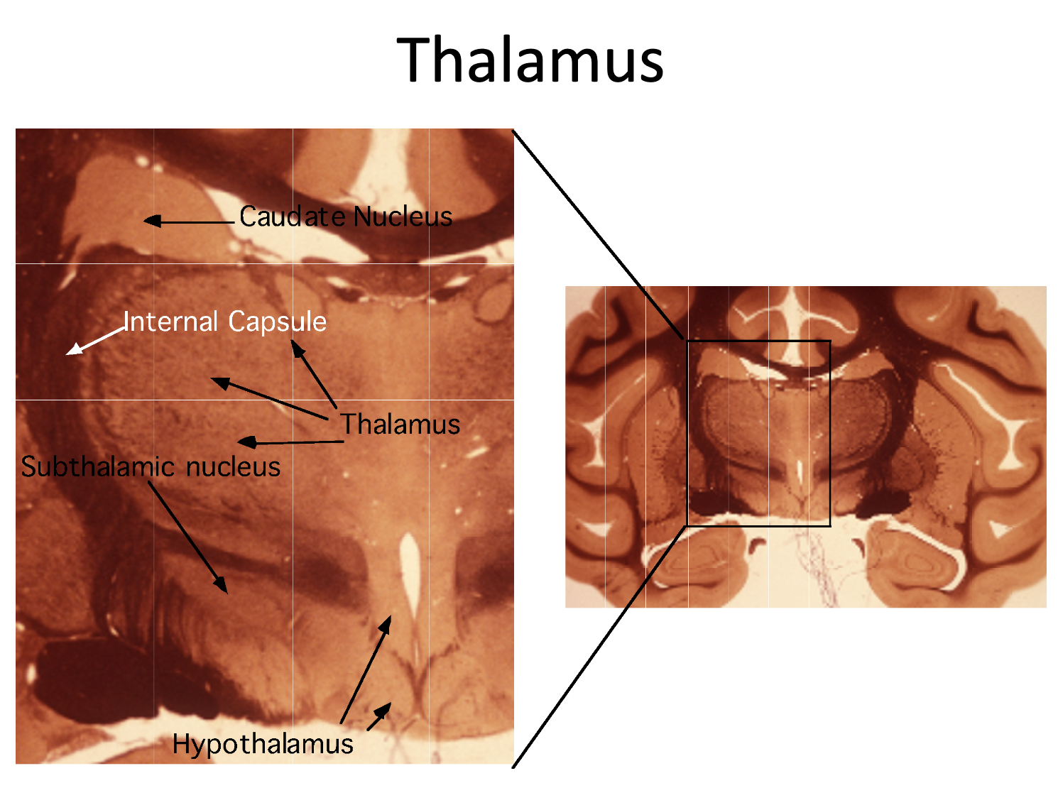 <ul><li><p>Bulk of Diencephalon</p></li><li><p>Relay between sensory to cortex and motor and cortex</p></li><li><p>Primary Function: conscious sensation and conscious movement</p></li></ul><p></p>