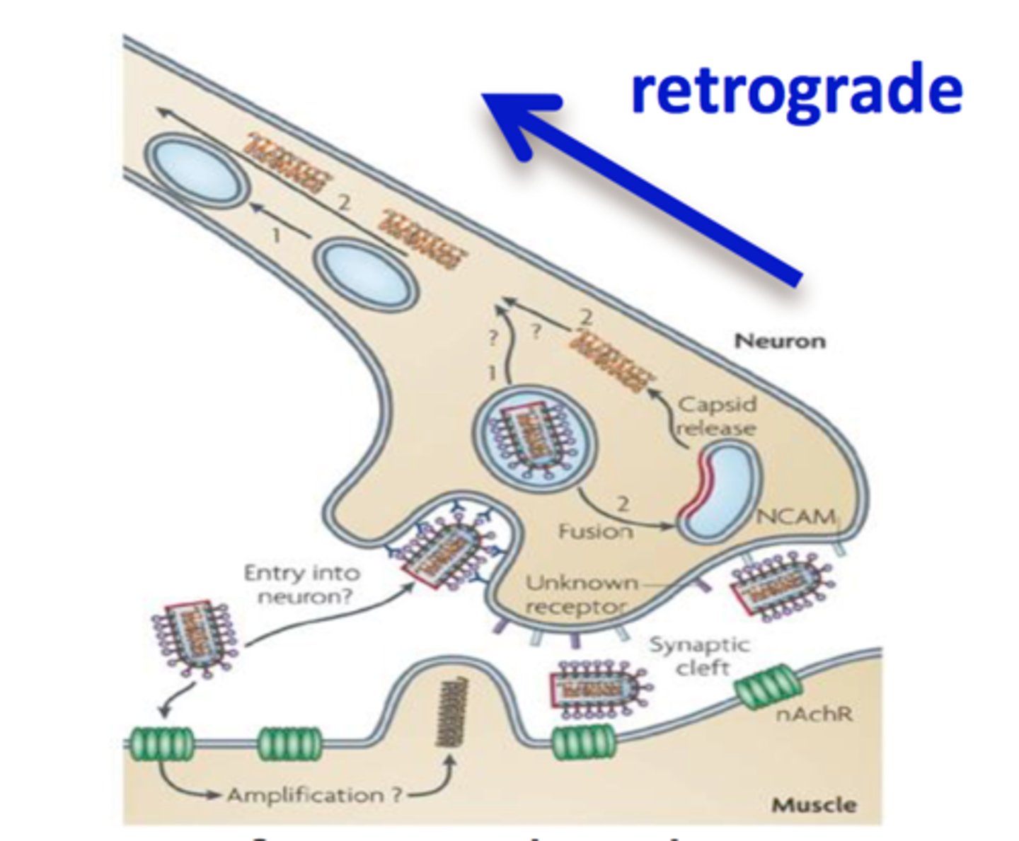 <p>Moves materials from the axon terminal back to the soma (backward, using dynein).</p>