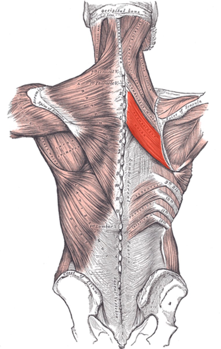 <p>Adduction of scapula (moves scapula towards the vertebral column)</p>