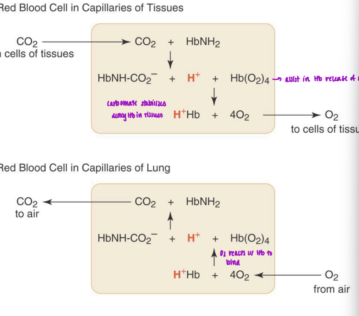 <ul><li><p>in the tissues:</p><ul><li><p>CO2 enters from cells of tissues</p></li><li><p>combines w/ HBNH2</p></li><li><p>carbamate and H+ ion forms w/ oxyHb</p></li><li><p>Hb coaxed to release O2 and bind to H+</p><ul><li><p>carbamate stabilizes deoxyHb in tissues</p></li><li><p>O2 to cells of tissues</p></li></ul></li></ul></li><li><p>in the lung</p><ul><li><p>O2 from air enters lungs and combines w H+Hb</p></li><li><p>O2 binds w/ Hb = carbamate formed</p></li><li><p>carbamate breaks down = CO2 + HbNH2</p></li><li><p>CO2 to air</p></li></ul></li></ul><p></p>