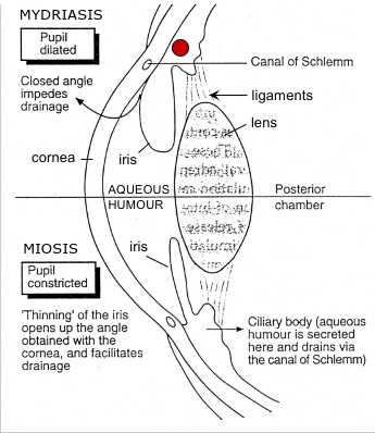<p>Ciliary muscle relaxed </p><ul><li><p>Suspensory ligaments taut</p></li><li><p>Lens flattened</p></li><li><p>Focus for distant vision</p></li></ul><p>Ciliary muscle contracts and moves in due to ACh action at M3 receptors</p><ul><li><p>Suspensory ligaments relax</p></li><li><p>Lens gets fatter </p></li><li><p>Focus for near vision/accommodation</p></li></ul><p>Cycloplegia - paralysis of ciliary muscle → loss of accommodation </p><p></p>