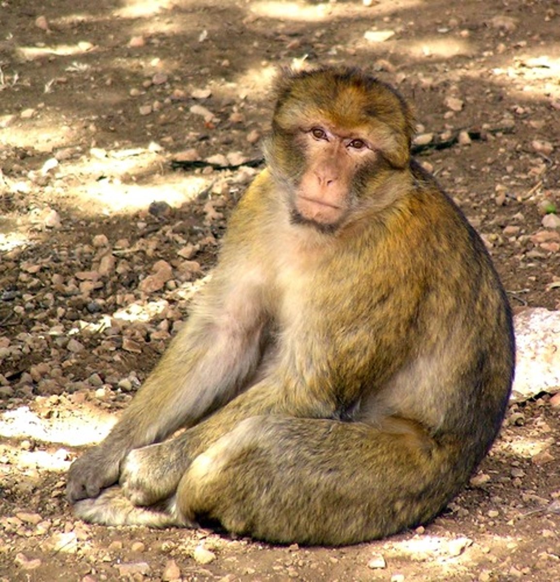 <p>NHP in CITES Appendix I</p><p>(parvorder catarrhini)- Barbary Macaque</p>