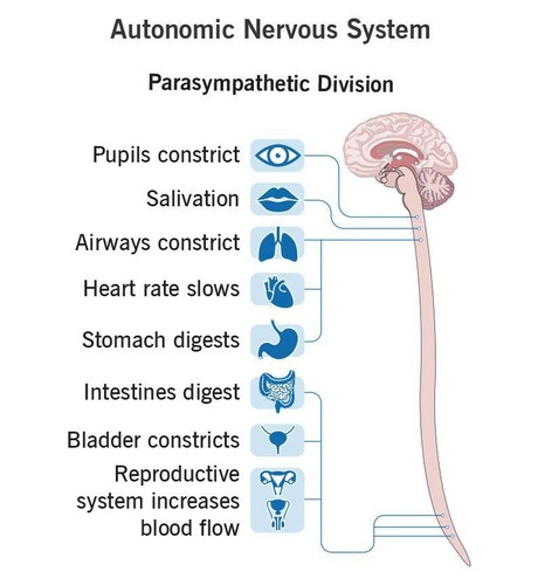 <p>Responsible for rest-and-digest body processes.</p>