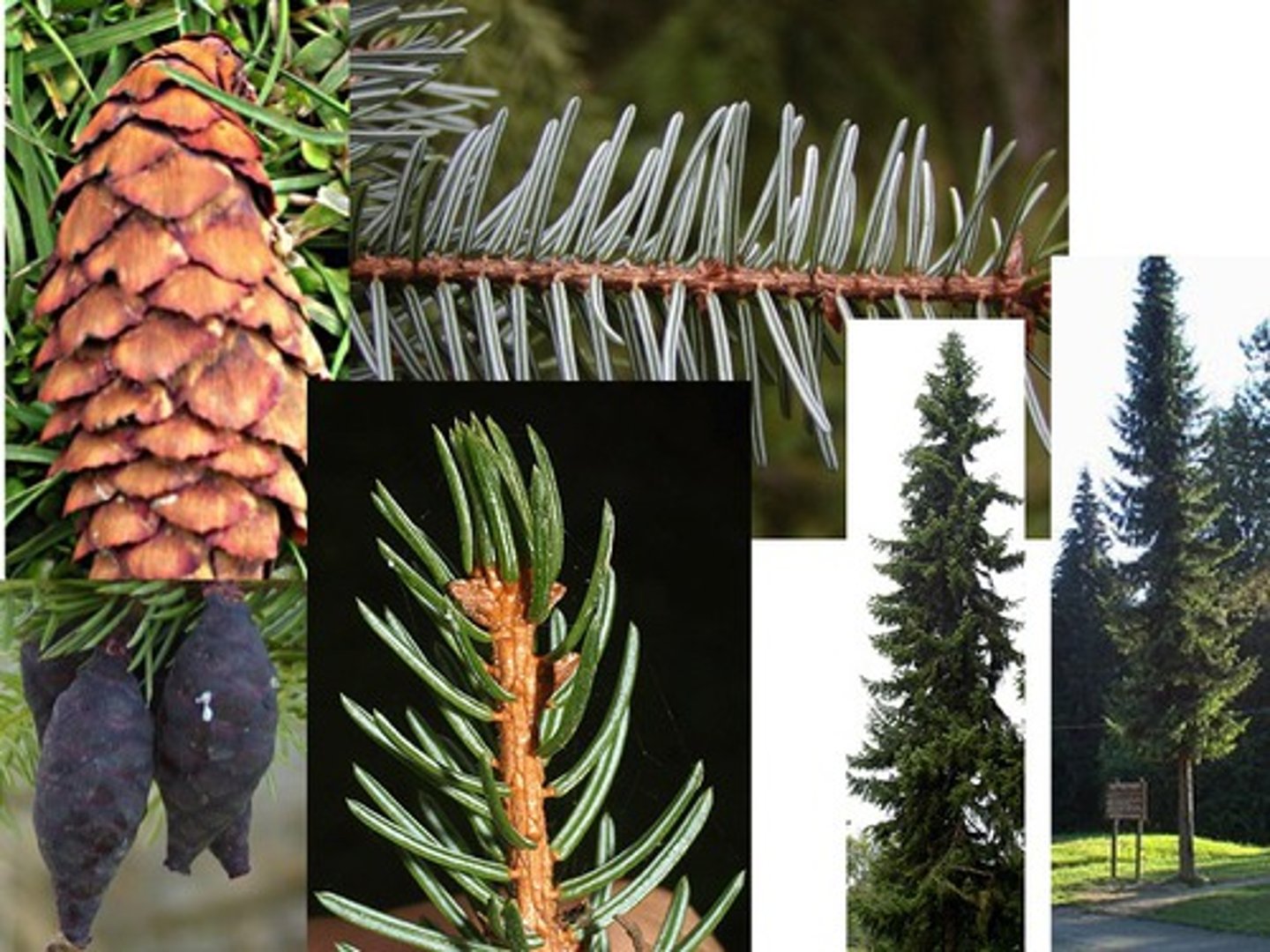 <p>- needles: flat, thick, green adaxial, blue abaxial.</p><p>- form: downward sweeping branches.</p><p>- Cones: rounded slightly irregular scales</p>