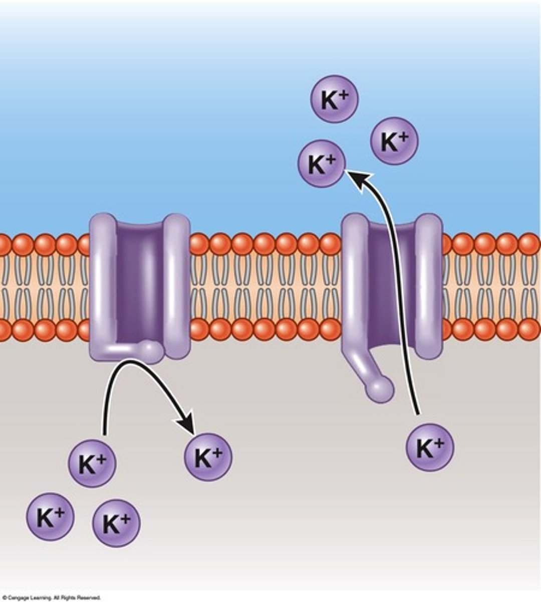 <p>Channels that open to allow potassium ions to exit the neuron, helping to repolarize the membrane.</p>