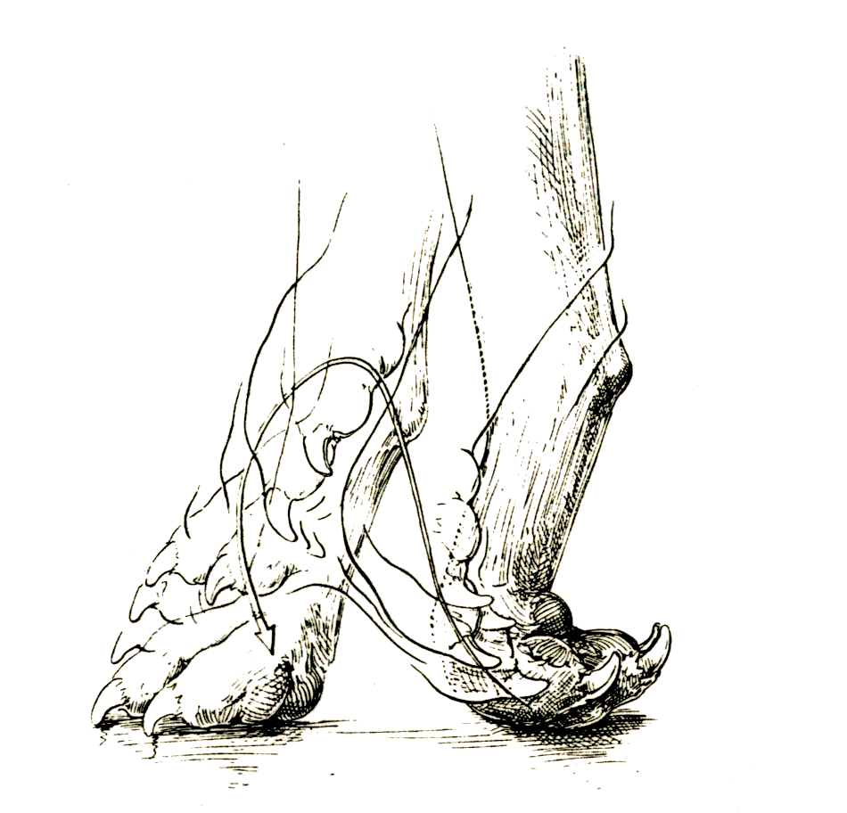 <p><span>Knuckled</span> (นิ้วพับงอเมื่อยกขา)</p>