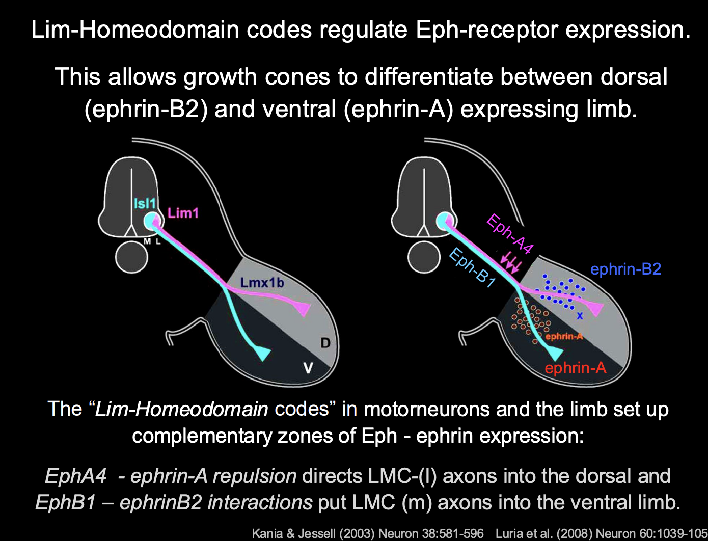 <ul><li><p>Lim-Homeodomain codes regulate <strong>Eph-receptor expression</strong></p><ul><li><p>Islet-1→Eph-B1 </p></li><li><p>Lim-1→Eph-A4</p></li></ul></li></ul><p>What do these receptors do</p><ul><li><p>Regulate the <strong>simple binary choice</strong> of whether axons innervate the <strong>dorsal</strong> or <strong>ventral</strong> limb</p></li><li><p>How→ be responding to different gradients of guidance cues found in the limb? (ephrin-A and ephrin B2)</p><ul><li><p>mLMC→Islet-1→Eph-B1→ <em>ephrin-B2 ATTRACTION</em>→ <strong>ventral limb</strong></p></li><li><p>lLMC→Lim-1→Eph-A4→ <em>EphrinA INTERACTIONS</em>→ <strong>dorsal limb</strong></p></li></ul></li></ul><p></p>
