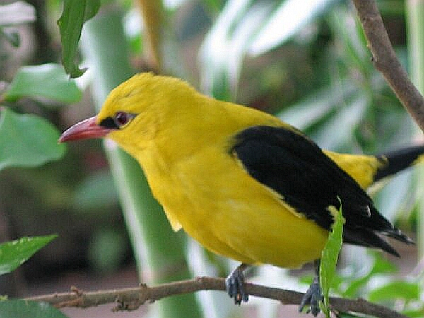 <p>Bird species.</p>