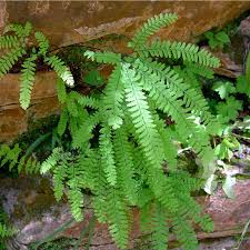 <p>Pteridaceae <u>Adiantum</u></p>