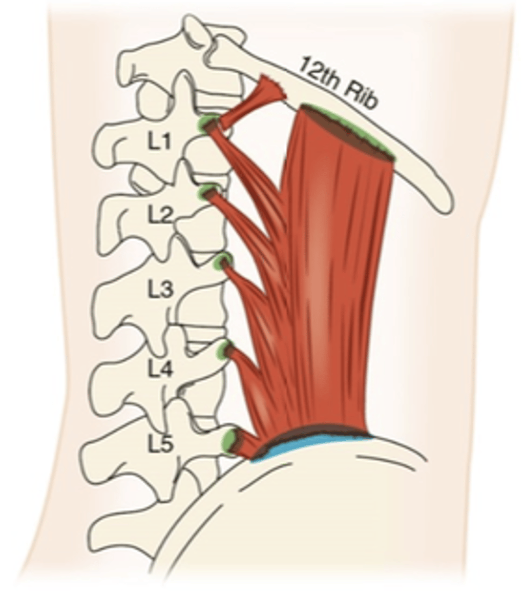 <p>What muscle is this?</p>