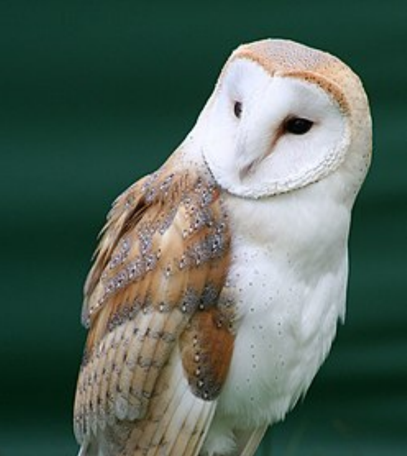Which bird species is on this picture?