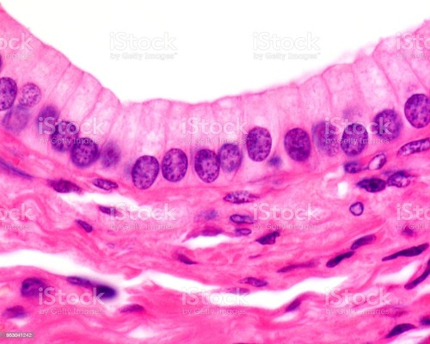 <p>absorption and secretion</p>