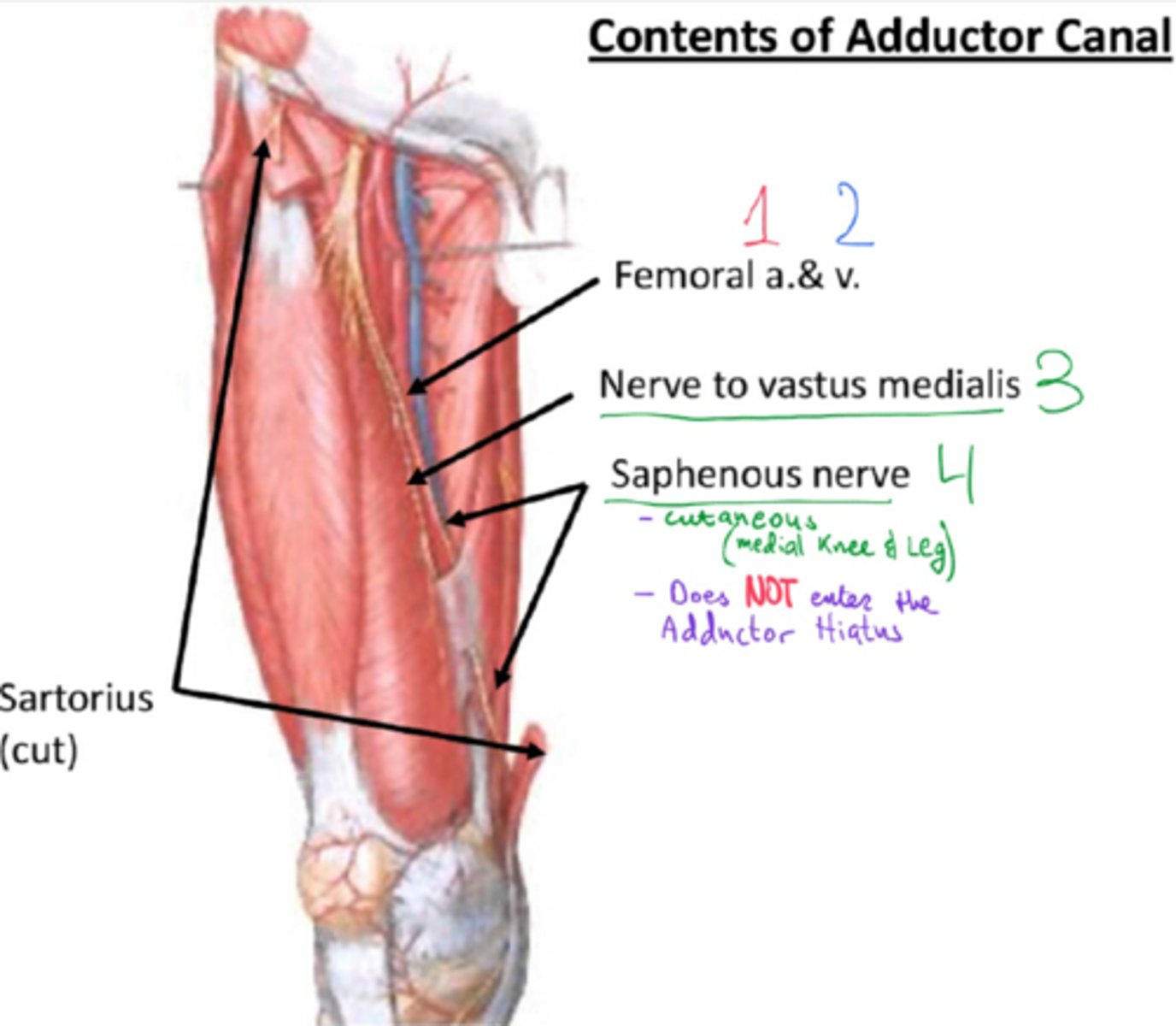 <p>femoral artery and vein, saphenous nerve, nerve to vastus medialis</p>