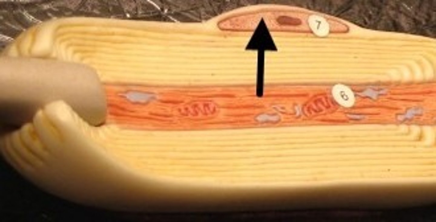 <p>produce myelin in PNS</p>