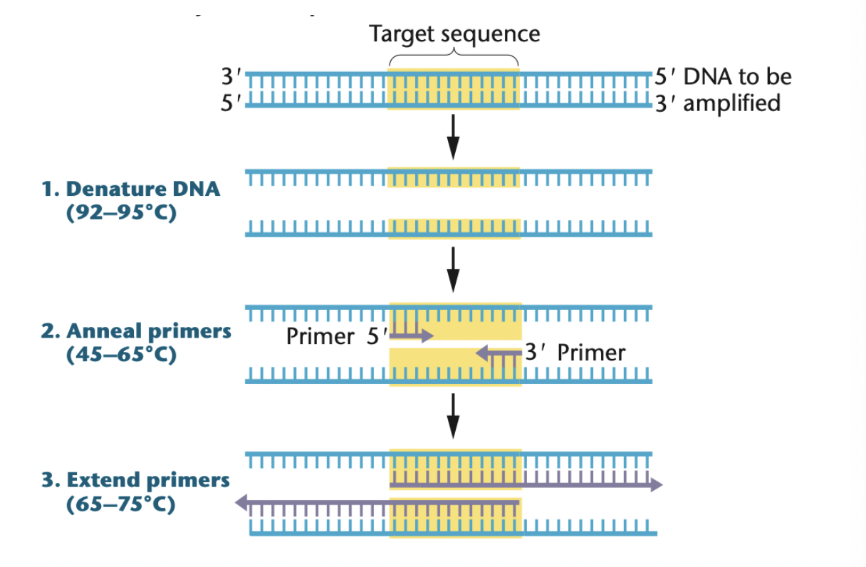 <p>3 steps in PCR amplification</p>
