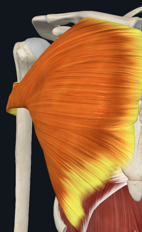 <p>What muscle is this (specific)</p>