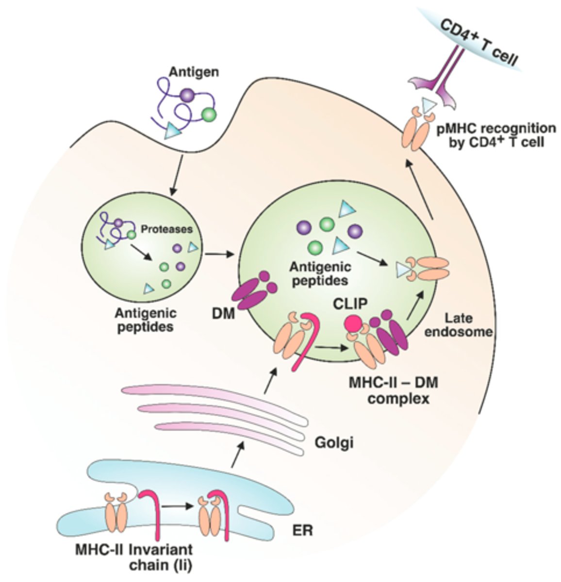 <p>1. Synthesized in the ER but unlike MHC proteins they have an invariant chain attached which prevents MHC Class II binding to peptides in the ER.</p><p>2. the MHC Class II protein migrates to the phagolysosome where the invariant chain is removed.</p><p>3. Exogenous antigens are loaded onto the MHC Class II.</p><p>4. The loaded MHC Class II proteins are then displayed on the surface of the surface of the cell.</p><p>5. CD4 (T helper cells) can recognize them</p>