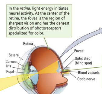 <p>Here blood vessels enter the eye and the axons that form the <strong>Optic nerve</strong> leave the eye, has no receptors and thus forms a <strong>blind spot</strong>. </p>