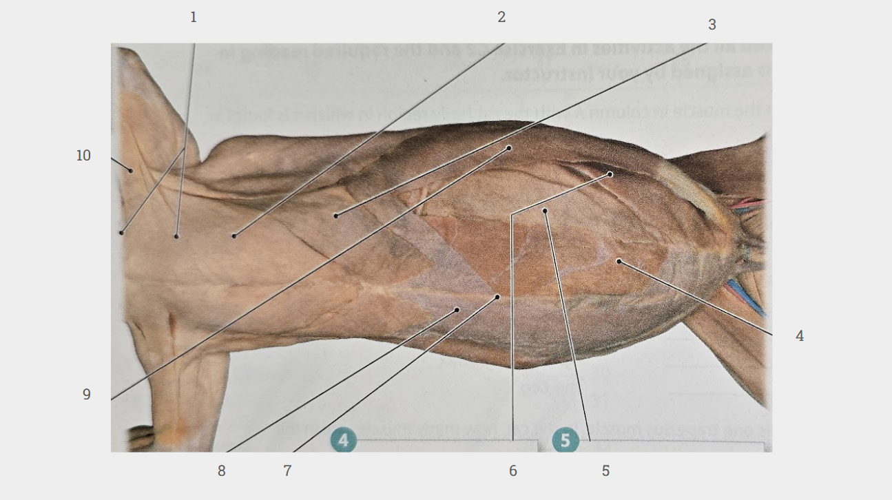 <p>What is labeled 2?</p>