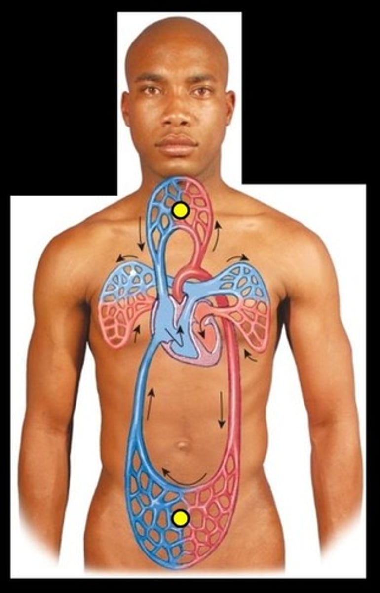 <p>carries blood to the rest of the body</p>
