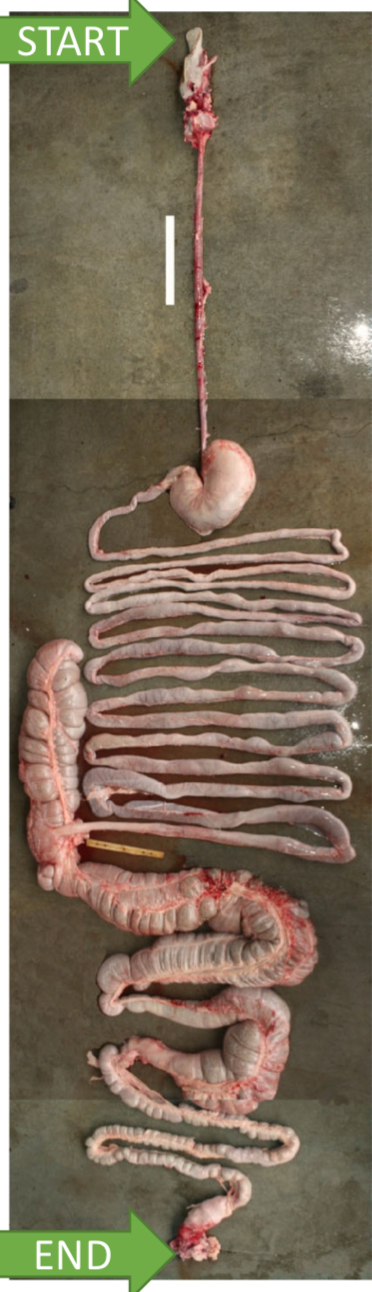 <p>Proportion of nutrients in a feed or diet that are observed from the GI tract, difference between the amount consumed and excreted.</p>