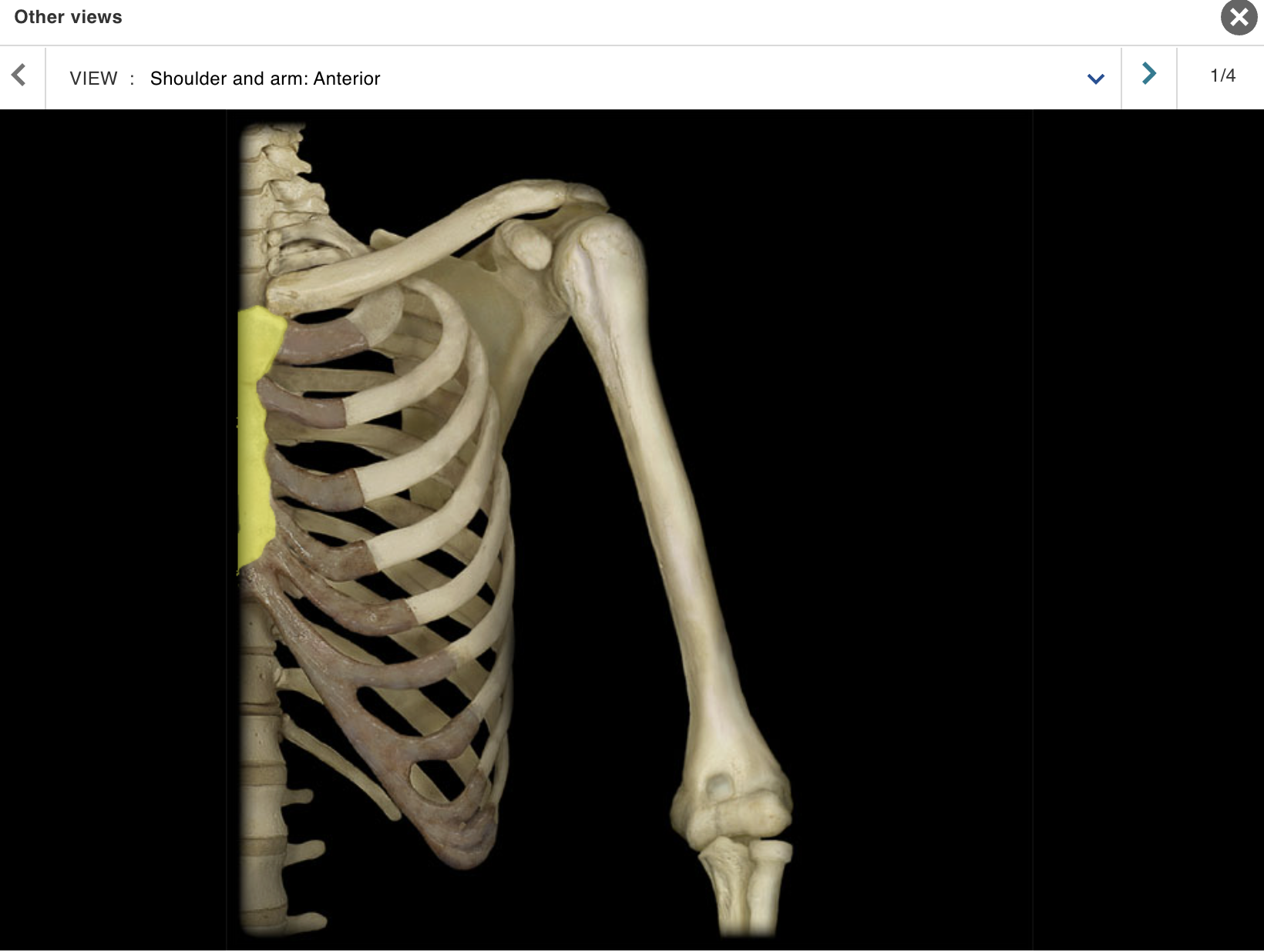 <p>Location:</p><p class="p1">• Thorax (anterior midline)</p><p class="p1">Description:</p><ul><li><p>﻿﻿Flat bone with three parts: manubrium, body, and xiphoid process</p></li><li><p>﻿﻿Characteristic features include jugular notch and sternal angle (angle of Louis)</p></li><li><p>﻿﻿Articulates with costal cartilages of true ribs (1-7), combined costal cartilages of false ribs (8-10), and clavicles</p></li></ul><p>Also known as:</p><p class="p1">• "Breastbone"</p><p class="p1">Comment:</p><ul><li><p>﻿﻿Floating ribs (ribs 11-12): not attached to sternum</p></li><li><p>﻿﻿Provides for attachment of sternocleidomastoid, pectoralis major, sternohyoid, and sternothyroid muscles</p></li></ul><p></p>
